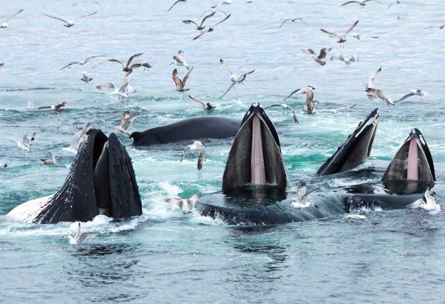 Boston: City Cruises Whale Watching Cruise - Should You Book This Boston Whale Watching Cruise?