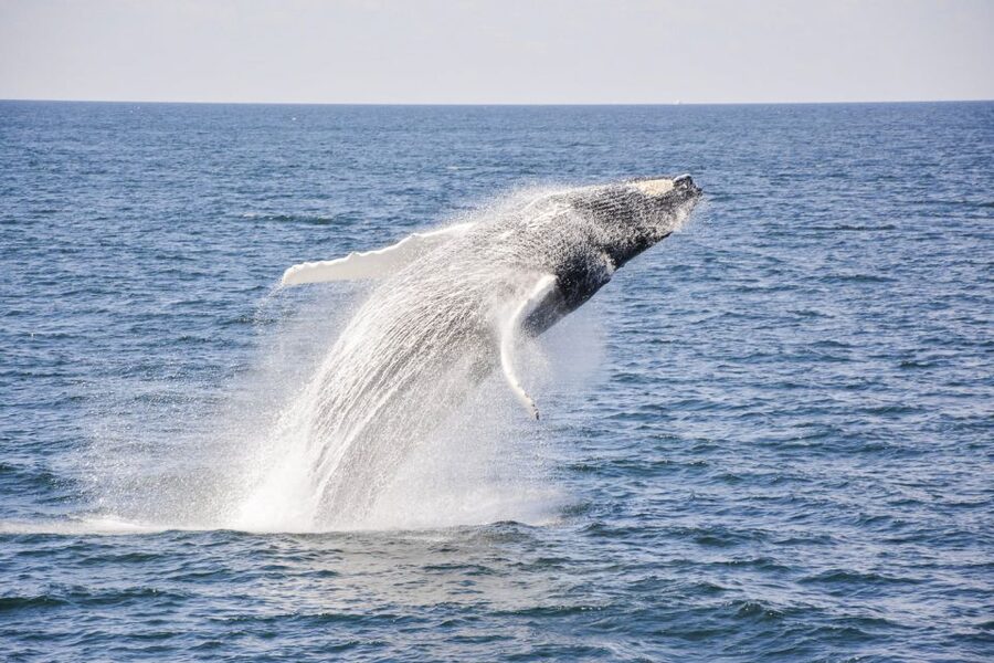 Boston: City Cruises Whale Watching Cruise - Boat Comfort, Sightlines, and Food That Keeps You Going