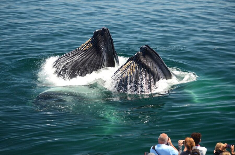 Boston: City Cruises Whale Watching Cruise - What to Pack for Boston Harbor Weather (Even in the Right Season)