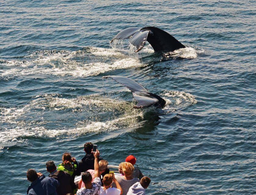 Boston: City Cruises Whale Watching Cruise - Pricing at About $85: Is It Good Value for Boston?