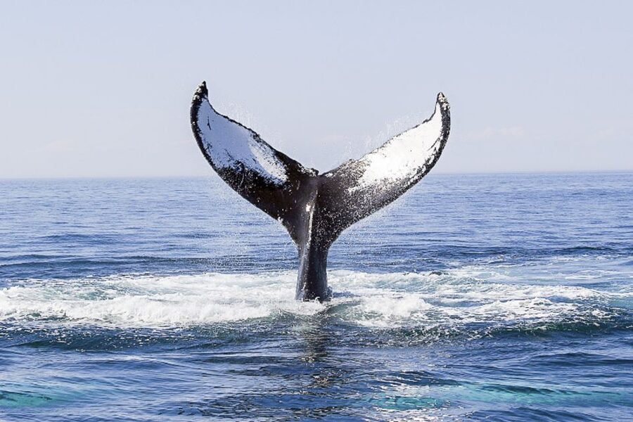Boston: City Cruises Whale Watching Cruise - Who This Cruise Is Best For (and Who Should Skip It)