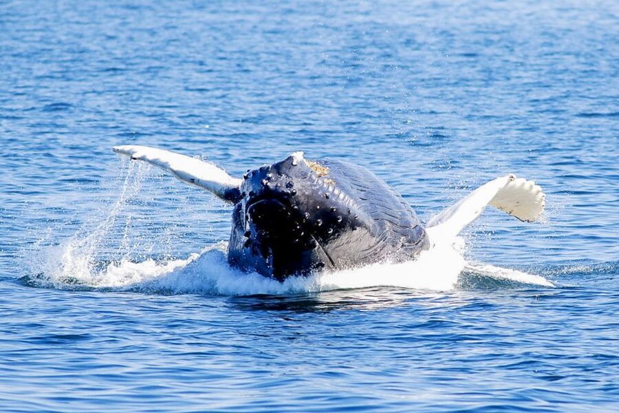 Boston: City Cruises Whale Watching Cruise - Small Decisions That Can Improve Your Chances
