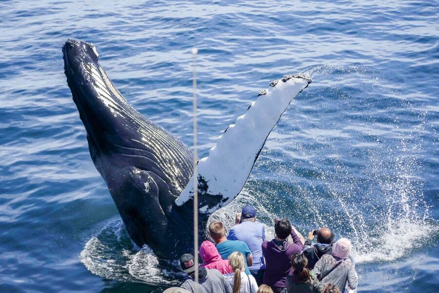Boston: City Cruises Whale Watching Cruise - Stellwagen Bank Sanctuary: Your 1.5-Hour Whale Watching Window