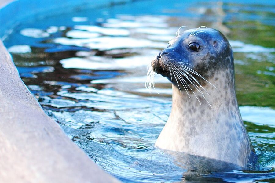 Boston: Explorer Pass Save up to 50% on 30+ Top Attractions - Picking the Best Boston Mix: Cruises, Trolleys, and City Views