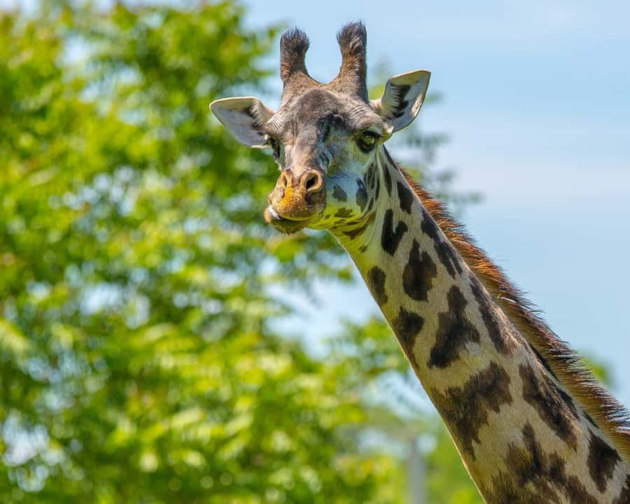 Boston: Franklin Park Zoo Entry Ticket - Franklin Park Zoo in Boston: check-in, layout, and what you’re really buying