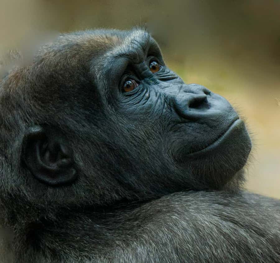Boston: Franklin Park Zoo Entry Ticket - Timing matters: seasonal hours and how to see animals when they’re up