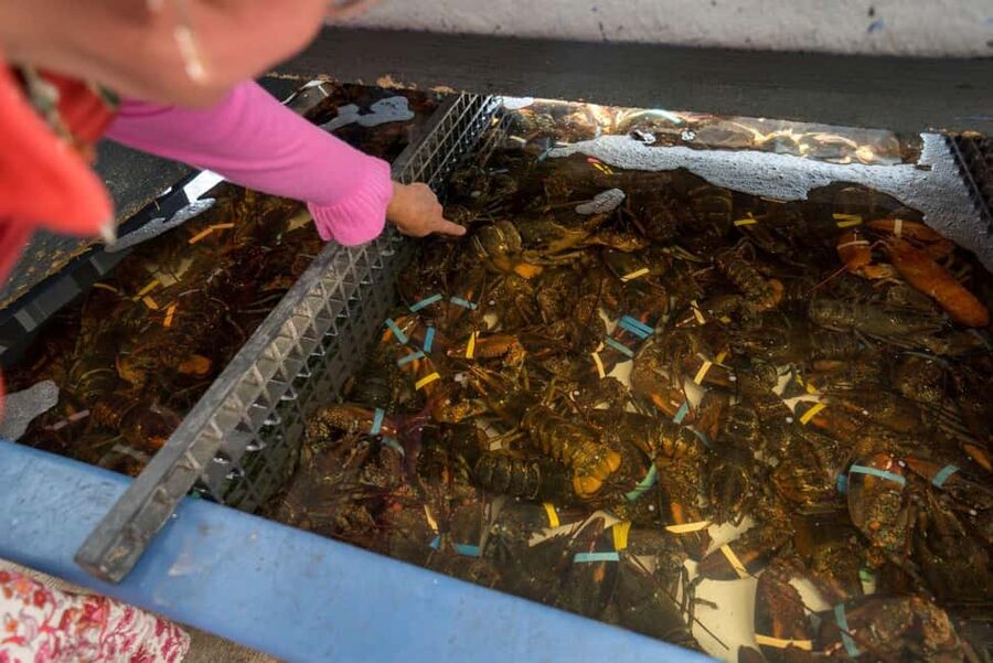 Boston: Guided Seafood Tasting and History Tour - Guides are the real upgrade: Nabil, Olivia, Allison, and more