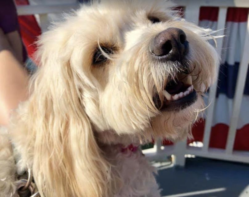 Boston: Scenic Harbor Cruise (Dog-Friendly) - USS Constitution at Charleston Navy Yard: the landmark stop you’ll remember