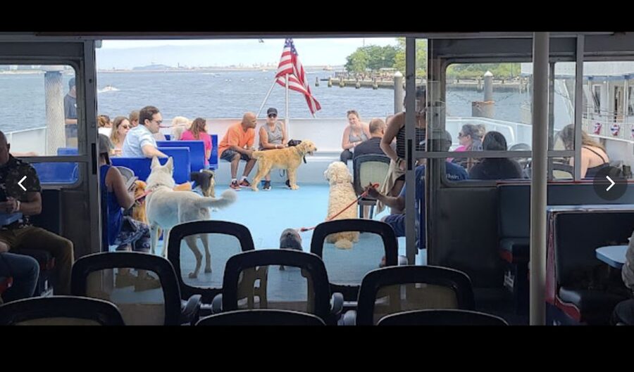Boston: Scenic Harbor Cruise (Dog-Friendly) - Logan Airport, Boston skyline, and Bunker Hill Monument angles