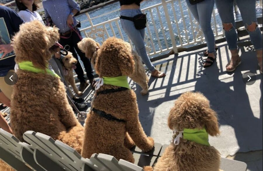Boston: Scenic Harbor Cruise (Dog-Friendly) - Where you meet: Massachusetts Bay Lines and Gate C