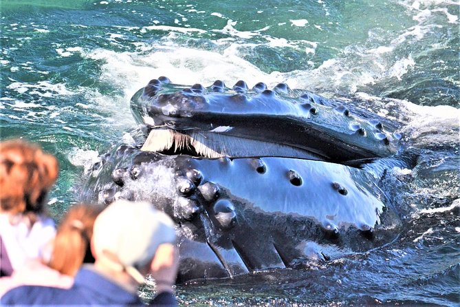City Cruises Boston Whale Watching Cruise by High-Speed Boat - Key Highlights Worth Planning For