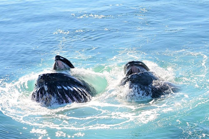 City Cruises Boston Whale Watching Cruise by High-Speed Boat - Fast Catamaran Sailing From Long Wharf (and What That Means for You)
