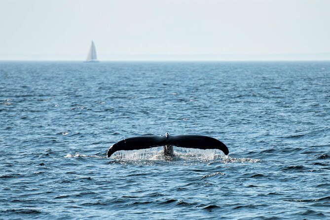 City Cruises Boston Whale Watching Cruise by High-Speed Boat - What You Might See: Humpbacks, Finback Whales, Minkes, and Dolphins