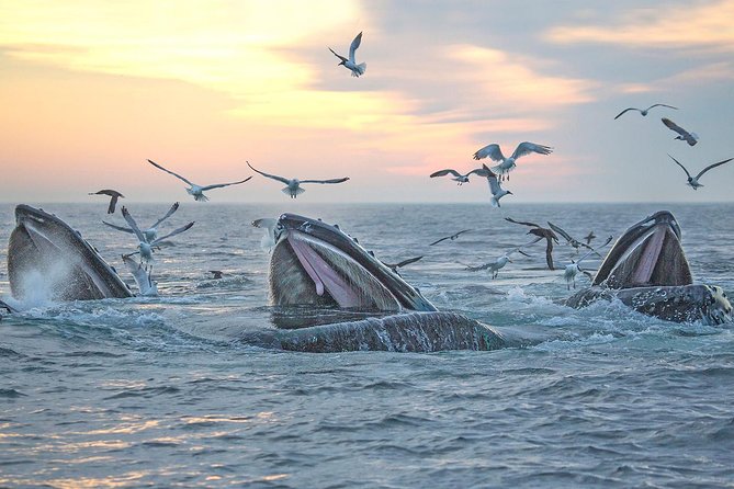 City Cruises Boston Whale Watching Cruise by High-Speed Boat - Price and Value: Is About $85.56 Worth It?