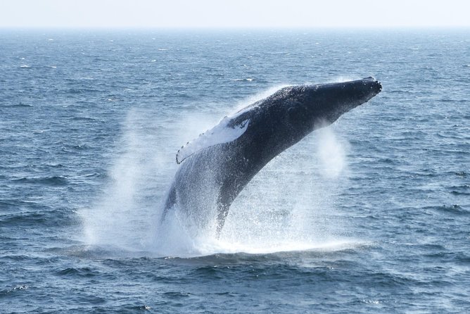 City Cruises Boston Whale Watching Cruise by High-Speed Boat - Who This Whale Watch Fits Best