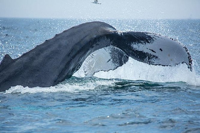 City Cruises Boston Whale Watching Cruise by High-Speed Boat - Stellwagen Bank National Marine Sanctuary: Why This Feeding Ground Gets Results