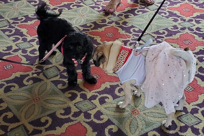 Dog Day of Summer Harbor Cruise in Boston - Dogs and people: why this cruise is more social than you’d expect