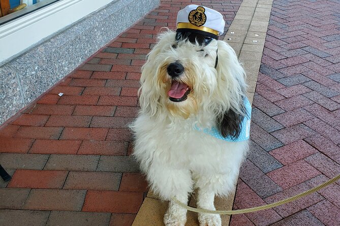 Dog Day of Summer Harbor Cruise in Boston - Price and value: is $28 a smart deal for Boston waterfront views?