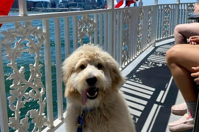 Dog Day of Summer Harbor Cruise in Boston - When to book: best expectations for a “Dog Day of Summer” outing