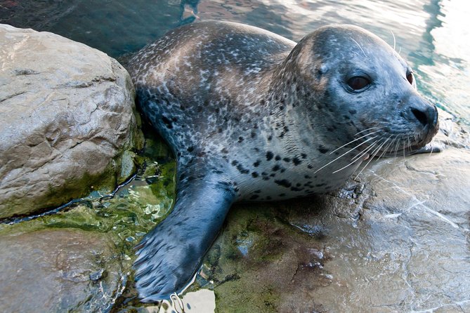 New England Aquarium Admission Ticket in Boston - Penguin Colony and the day-to-day animal shows