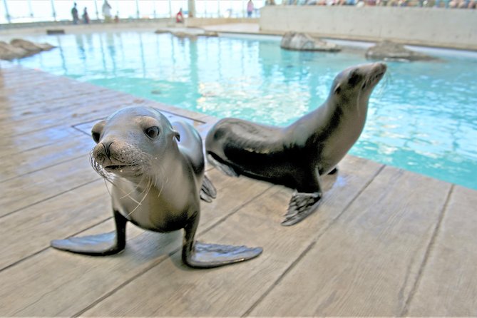 New England Aquarium Admission Ticket in Boston - From harbor seals to marine mammals: built-in pacing across exhibits