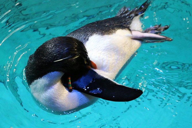 New England Aquarium Admission Ticket in Boston - Sea turtles, divers, and the name Myrtle (yes, it matters)