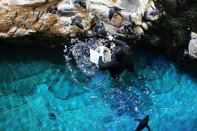 New England Aquarium Admission Ticket in Boston - Marine life at “street level”: what you’ll see beyond the big tank