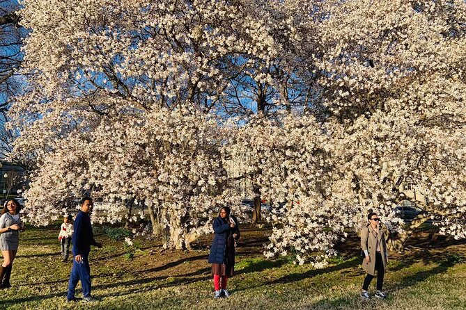 Washington D.C. Cherry Blossom,Baltimore 3-Day Tour from Boston - How the Pace Feels in a Group Tour of Up to 55